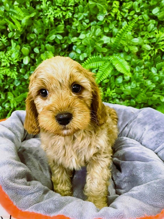 Buy Cavoodles Pups Mini Cavoodle Puppies Dogs Prices Toy and Miniature Cavalier x Poodle Puppy For Sale Online Sydney City Central Coast NSW Australia