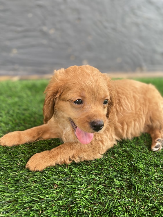 Buy cavoodle best sale