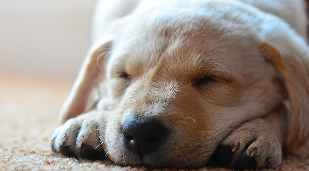 Weird Puppy Habits That Dog Owners Need Not Panic About