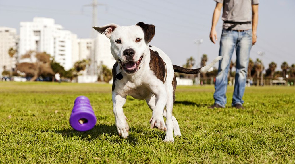 Dog fitness