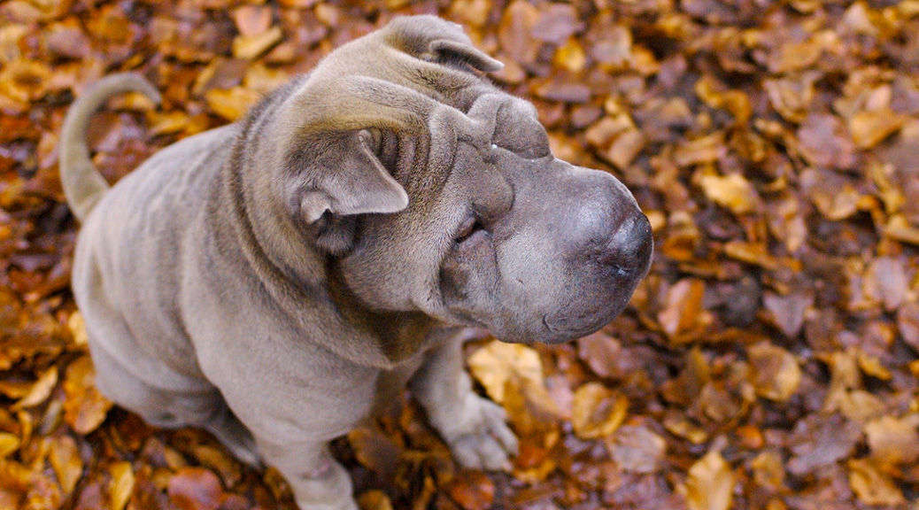 How do I keep my pets healthy in autumn?