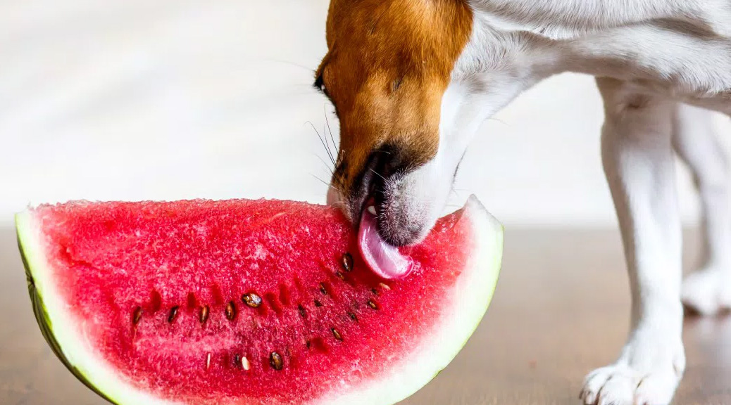 Should I Feed My Dog Fruits?