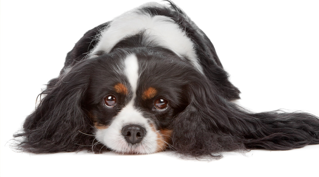 Five Common Dog Diseases Every Pet Owner Should Know