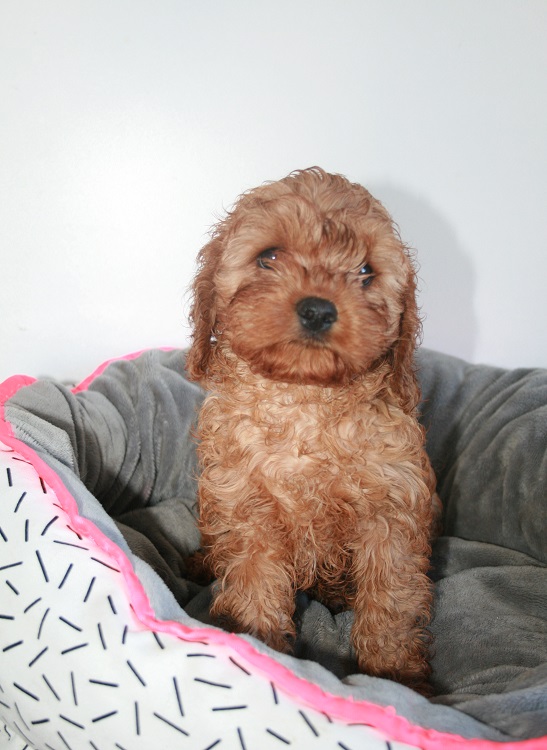 Buy Cavoodles, Mini Cavoodle Puppies, Dogs Toy and Miniature Cavalier x Poodle Puppy For Sale